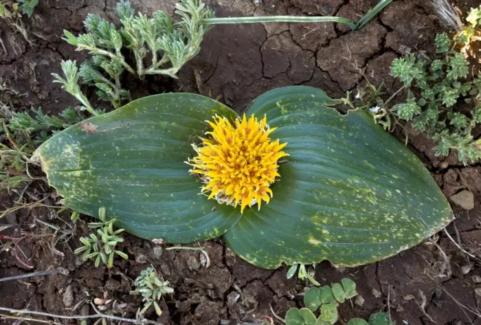 Stampa con cornice : Dubenya capensis
