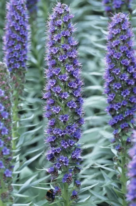 Stampa con cornice : Fiore di Echium Stampa con cornice : Fiore di Echium