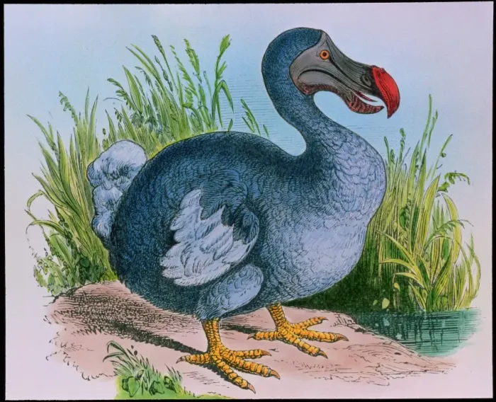 Stampa con cornice : Dodo estinto Stampa con cornice : Dodo estinto
