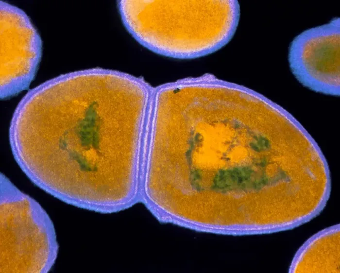 Stampa con cornice : Colloquio con Enterococcus faecalis Stampa con cornice : Colloquio con Enterococcus faecalis
