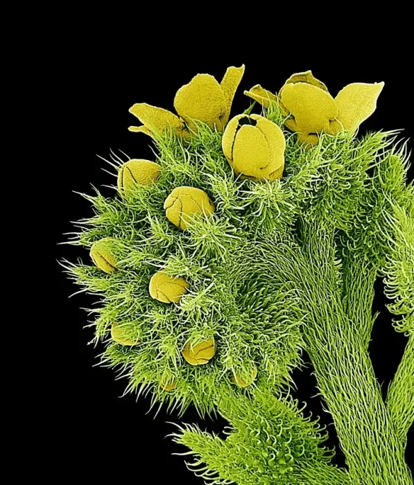 Stampa con cornice : Fiori, SEM Stampa con cornice : Fiori, SEM