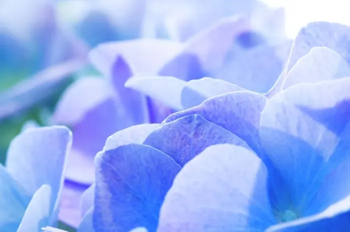 Stampa con cornice : Idranteo (Hydrangea macrophylla)