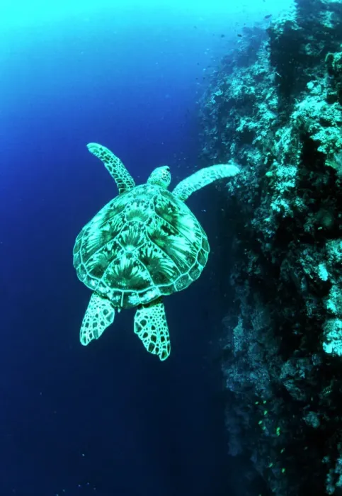Stampa con cornice : Tortuga verde Stampa con cornice : Tortuga verde