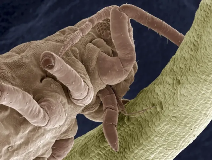 Stampa con cornice : Pieralunga, SEM Stampa con cornice : Pieralunga, SEM