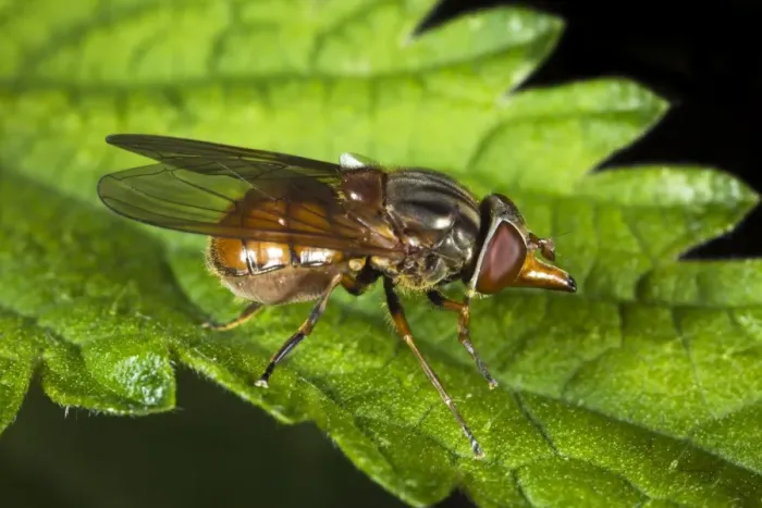 Stampa con cornice : Hoverfly. Apiaria volante sul fogliolo