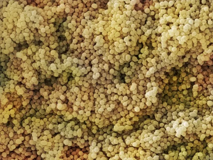 Stampa con cornice : Lactococcus sp. batteri (SEM) Stampa con cornice : Lactococcus sp. batteri (SEM)