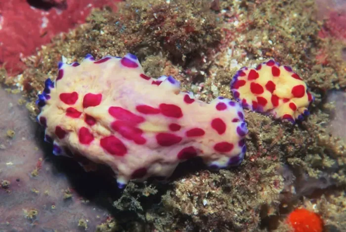 Stampa con cornice : Flatworm della marina