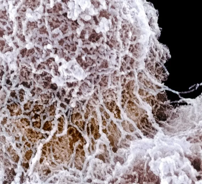 Stampa con cornice : Nucleoide, SEM Stampa con cornice : Nucleoide, SEM