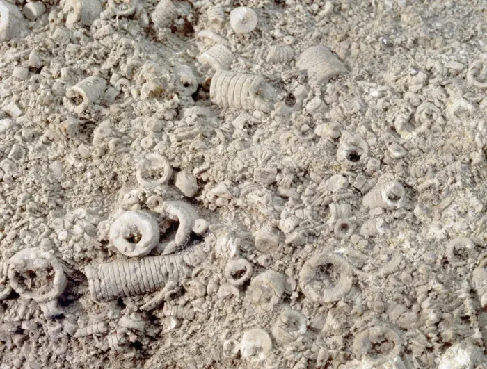 Stampa con cornice : Limestone oolitico