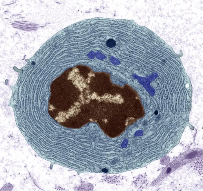 Stampa con cornice : Cellula plasmatica, TEM Stampa con cornice : Cellula plasmatica, TEM