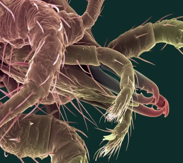 Stampa con cornice : Mitide predatori SEM