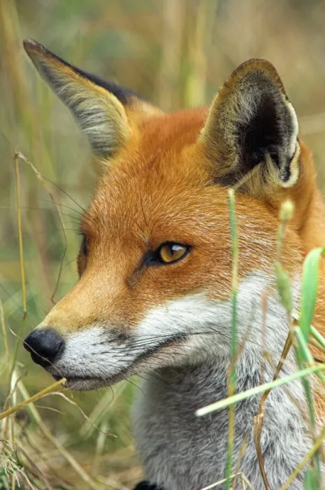 Stampa con cornice : Vulpes rossa