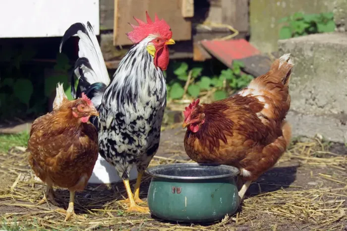 Stampa con cornice : Pollo e galline