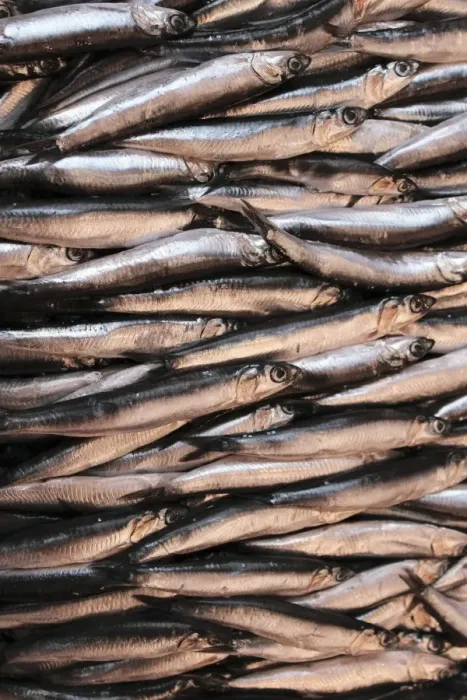 Stampa con cornice : Sardines. research