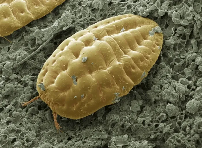 Stampa con cornice : Cicadello scalee, SEM Stampa con cornice : Cicadello scalee, SEM