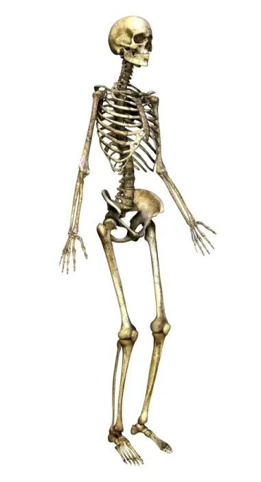 Stampa con cornice : Skeleton. Ossoecco di computer, artefatto artistico rappresentativo di Stampa con cornice : Skeleton. Ossoecco di computer, artefatto artistico rappresentativo di