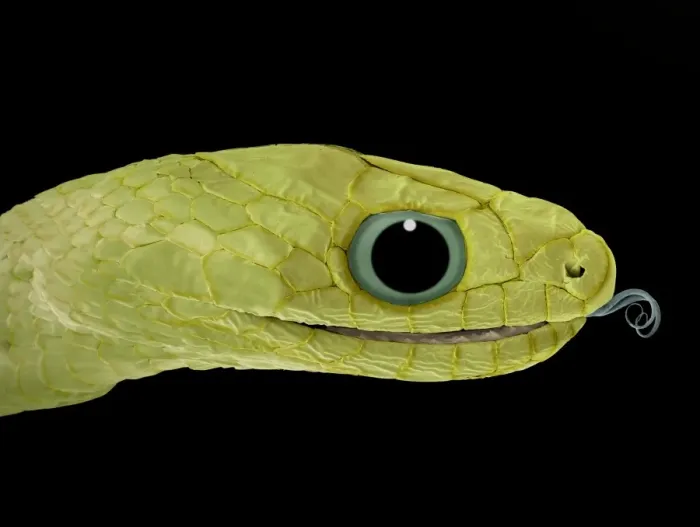 Stampa con cornice : Testa di serpente, SEM