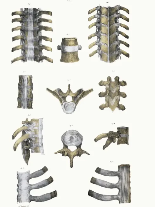 Stampa con cornice : Osso spinale e legamenti