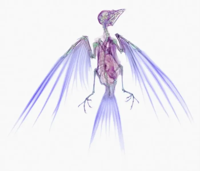 Stampa con cornice : Swallow, X-ray. Stampa con cornice : Swallow, X-ray.