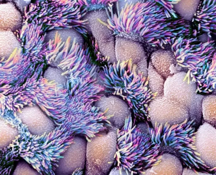 Stampa con cornice : Lining della trachea, SEM Stampa con cornice : Lining della trachea, SEM