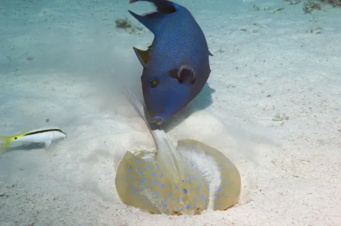 Stampa con cornice : Pesce spada e raya Stampa con cornice : Pesce spada e raya