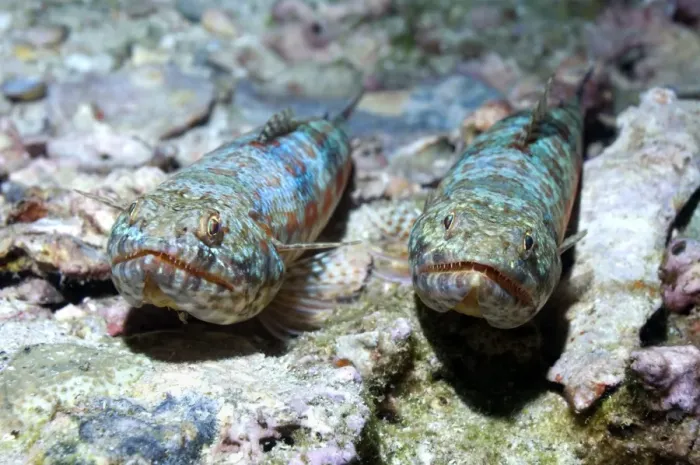 Stampa con cornice : Lizardfish variegato Stampa con cornice : Lizardfish variegato