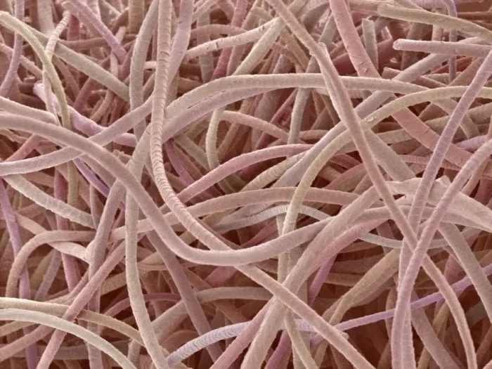 Stampa con cornice : Wool, SEM. La lana. Immagine di risonanza elettronica scalata colorata 