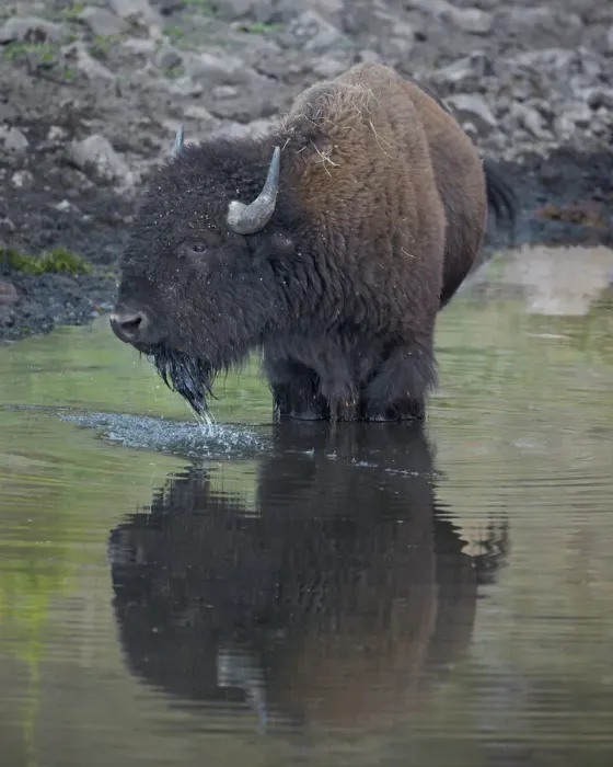 Stampa con cornice : L'unguento di bisonte (Bison bison), beve dal lago presso il Parco Statale del Bisonte Custer in Dakota del Sud negli Stati Uniti d'America nella Nordamerica Stampa con cornice : L'unguento di bisonte (Bison bison), beve dal lago presso il Parco Statale del Bisonte Custer in Dakota del Sud negli Stati Uniti d'America nella Nordamerica