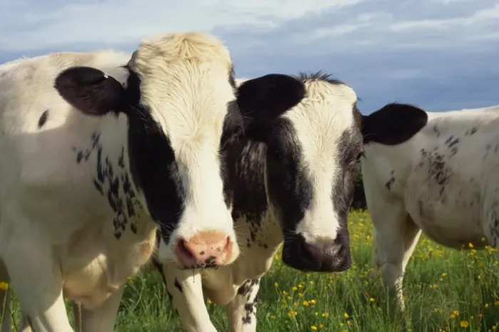 Stampa con cornice : Cattle Stampa con cornice : Cattle