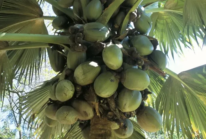 Stampa con cornice : Cocos, giardino botanico