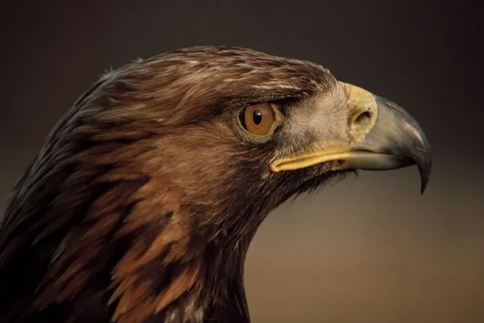 Stampa con cornice : Aquila d'oro Stampa con cornice : Aquila d'oro
