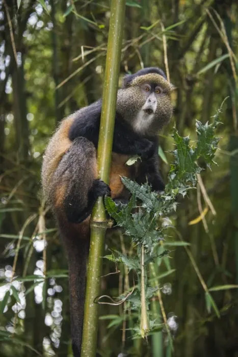Stampa con cornice : Scimmia dorata (Cercopithecus kandti), Parco nazionale di Virunga, Ruanda, Africa.