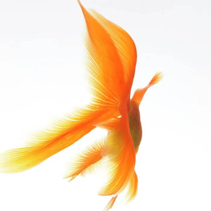 Stampa con cornice : Goldfish Stampa con cornice : Goldfish