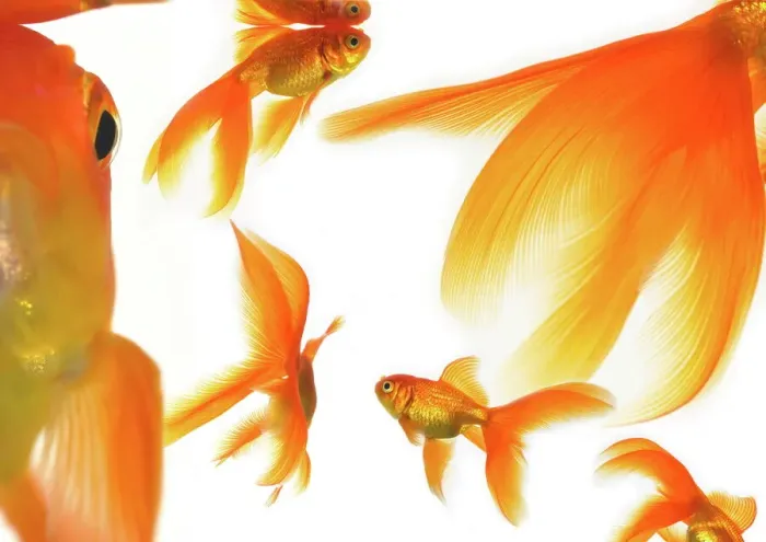 Stampa con cornice : Goldfish Stampa con cornice : Goldfish