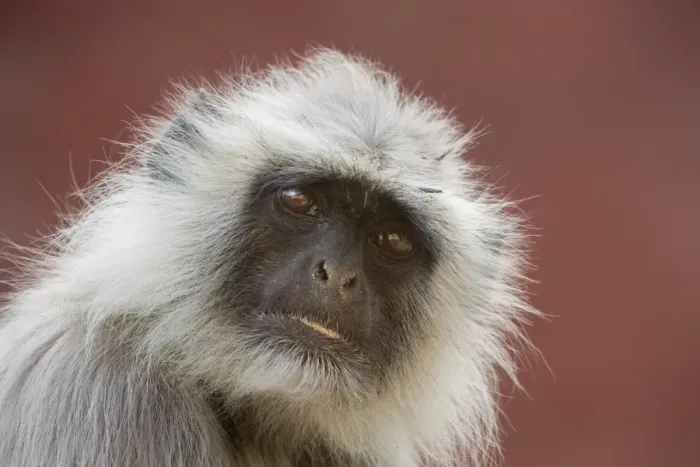 Stampa con cornice : Scimpanzé del Langur (Semnopithecus entellus), Rajasthan, India, Asia Stampa con cornice : Scimpanzé del Langur (Semnopithecus entellus), Rajasthan, India, Asia