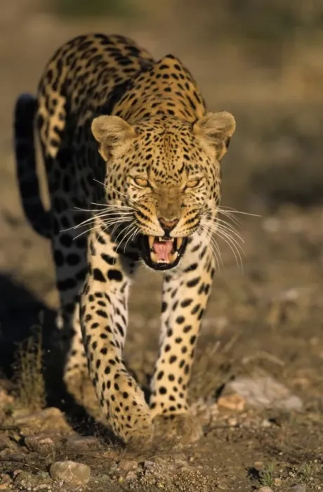 Stampa con cornice : Gattoardito, (Pantera parda)