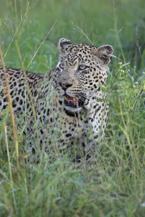 Stampa con cornice : Gattoardito (Pantera pardus)