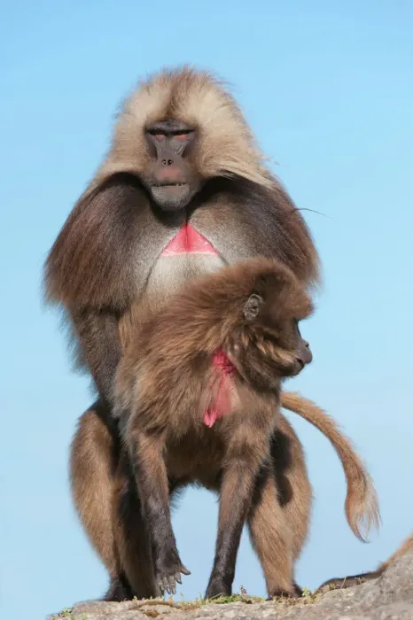 Stampa con cornice : I simiani geladi (Theropithecus Gelada) si incontrano nel Parco Nazionale delle Montagne del Sìmena in Etiopia settentrionale Stampa con cornice : I simiani geladi (Theropithecus Gelada) si incontrano nel Parco Nazionale delle Montagne del Sìmena in Etiopia settentrionale