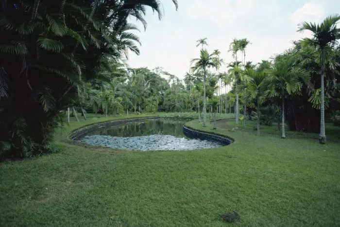 Stampa con cornice : Giardini di Pamplemousse Stampa con cornice : Giardini di Pamplemousse