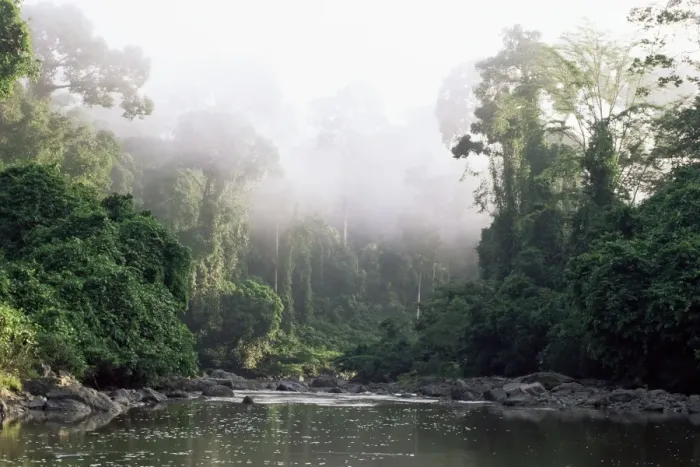 Stampa con cornice : Rainforest Stampa con cornice : Rainforest