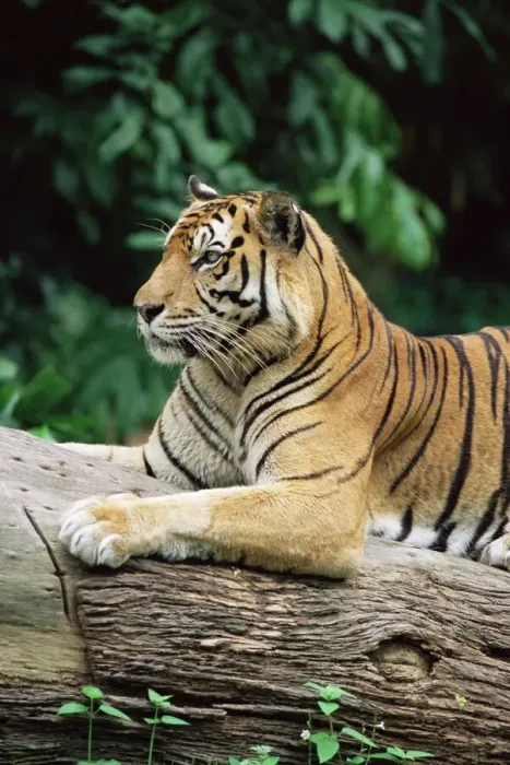 Stampa con cornice : Tigre della Sumatra