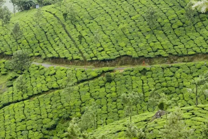 Stampa con cornice : Giardini di tè, Devikulam, Munnar, Kerala e l'India in Asia Stampa con cornice : Giardini di tè, Devikulam, Munnar, Kerala e l'India in Asia
