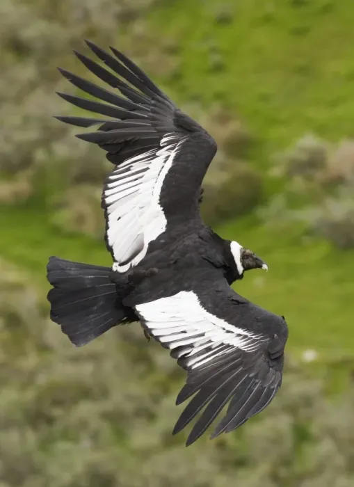 Stampa con cornice : 02370dt. Condore Andino Vultur gryphus di Cile, novembre