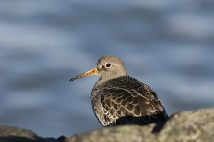 Stampa con cornice : 02471dt. Sfreganti di sabbia arancioni Calidris maritima sulle rocce Regno Unito invernale