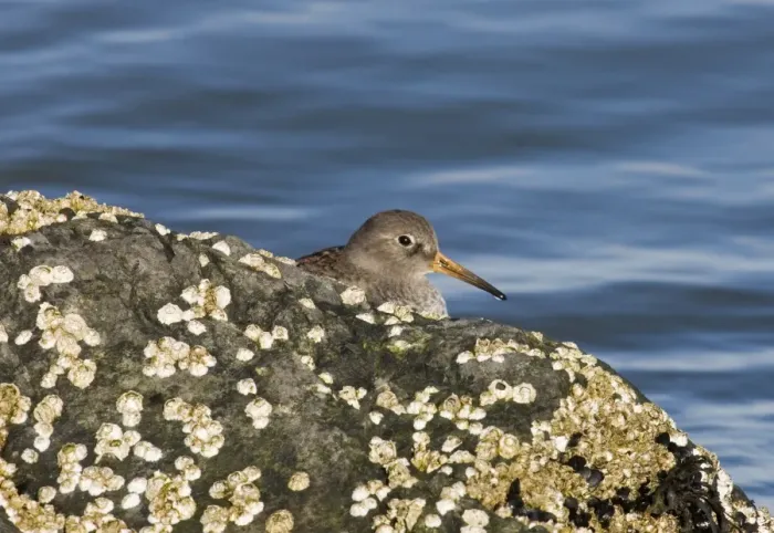 Stampa con cornice : 02473dt. Sfreganti di sabbia arancione Calidris maritima sulle rocce Regno Unito invernale