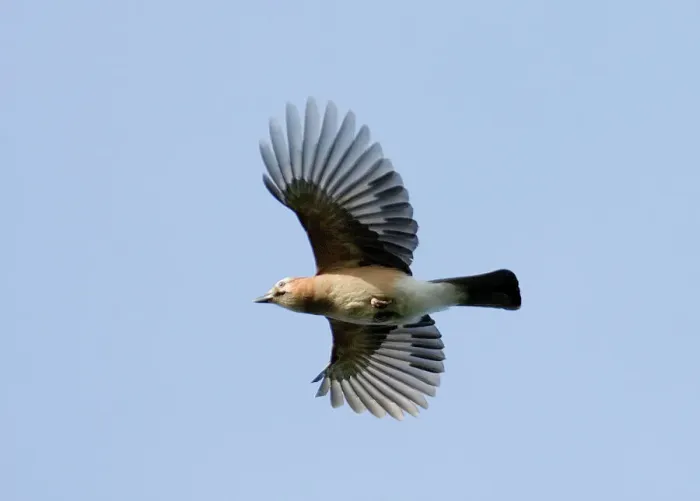 Stampa con cornice : 02480dt. Garrulo giapponese di volo sopra il parco reale di Richmond nel Surrey