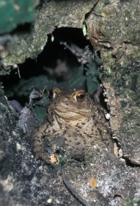Stampa con cornice : Rana Comune (Bufo bufo)