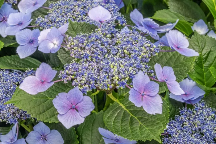 Stampa con cornice : Hydrangea a fiocchi di seta Stampa con cornice : Hydrangea a fiocchi di seta