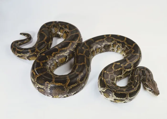 Stampa con cornice : Pitone del Sudest asiatico (Python molurus), serpente marrone avvolto in forma di S, vista da angolo alto. Stampa con cornice : Pitone del Sudest asiatico (Python molurus), serpente marrone avvolto in forma di S, vista da angolo alto.