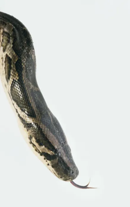 Stampa con cornice : Capo di pitone del Myanmar (Python molurus), sibilo, in primo piano, vista laterale.